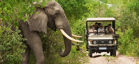 Africa Game Drive Picture