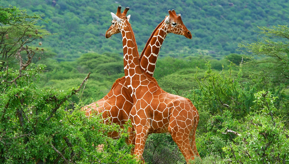 Giraffes - Kenya Picture