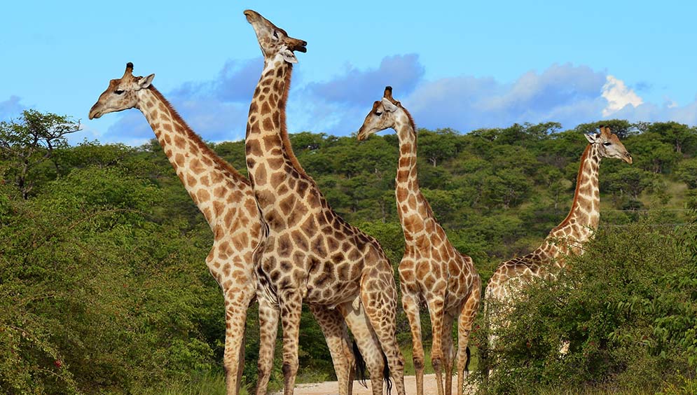 Kenya Maasai Giraffes Picture