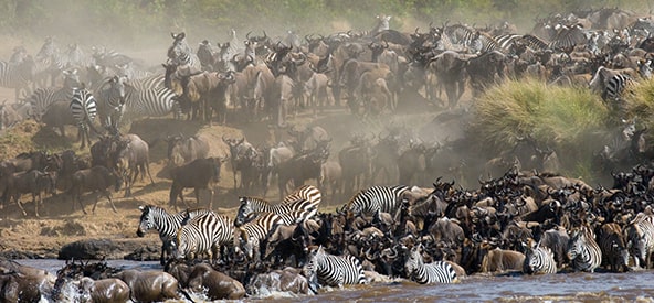 Kenya Mara River Zebras Picture