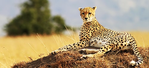 Kenya Masai Mara Safari