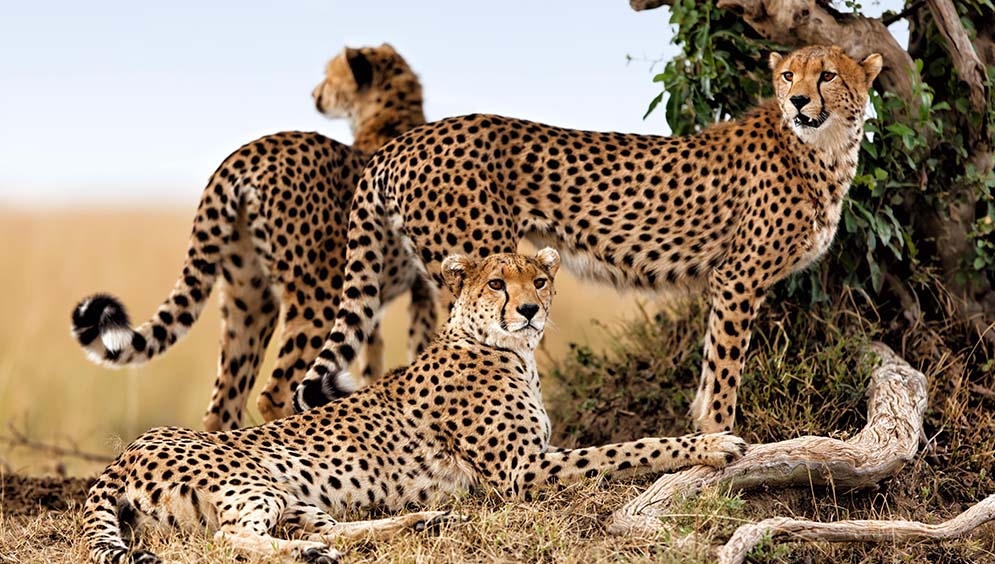 Kenya Samburu Picture