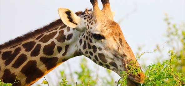Kenya Classic Giraffe Picture